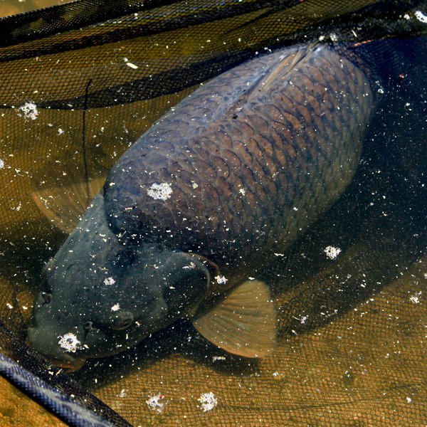 Sacadera Nash Scope Black Ops - Tienda Carpfishing