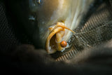 Anzuelos Nash Claw