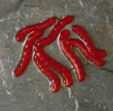 Gusanos de sangre Enterprise - Tienda Carpfishing