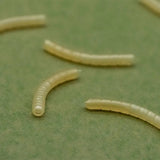 Magoliner Curve OMC Dazzlers L - Tienda Carpfishing