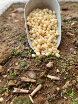 Maíz Blanco Particles For Fishing 5 kg - Tienda Carpfishing