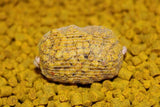 Micro Pellets Pro Elite Baits Piña Scopex 3,4, 6 mm - Tienda Carpfishing